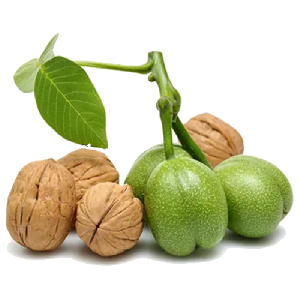 نهالستان امیر مبارک | انواع نهال گردو