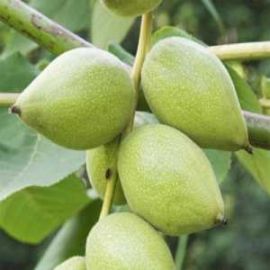 خرید نهال گردو تخم مرغی ویژه