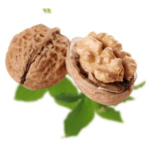 خرید نهال گردو چندلر پیوندی