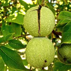 خرید نهال گردو روند قیمت مناسب