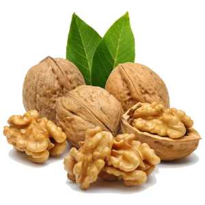 خرید نهال گردو ژنوتیب برتر با کیفیت