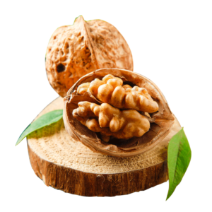 خرید نهال گردو ژنوتیب برتر قیمت مناسب