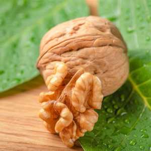خرید نهال گردو ژنوتیپ تیپ 9 باکیفیت