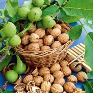 خرید نهال گردو ژنوتیپ تیپ 9 قیمت مناسب
