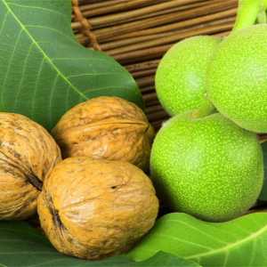 خرید نهال گردو شیلی باکیفیت
