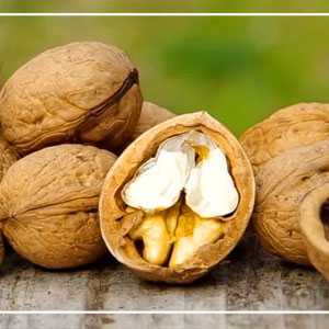 خرید نهال گردو فرنت ویژه