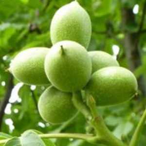 خرید نهال گردو لارا ویژه