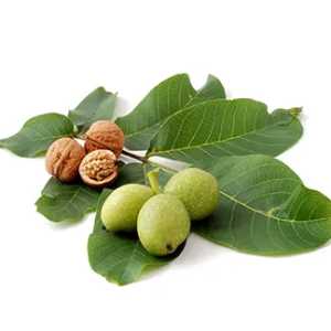 خرید نهال گردو دانه ریز باکیفیت