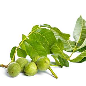 خرید نهال گردو دانه ریز قیمت مناسب