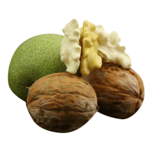 خرید نهال گردو ژنوتیپ تیپ 6 گرمسیری قیمت مناسب