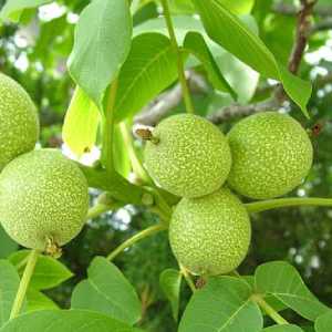 خرید نهال گردو ژنوتیپ تیپ 6 گرمسیری باکیفیت