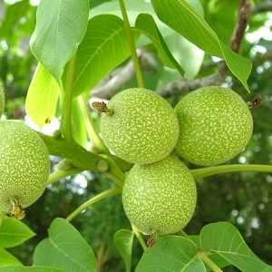 خرید نهال گردو چندلر