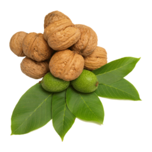 خرید نهال گردو چندلر قیمت مناسب