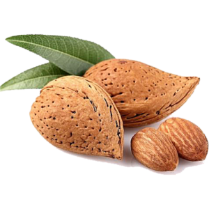 خرید نهال بادام آذر خوشه ای باکیفیت