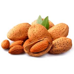 خرید نهال بادام دیرگل اسپانیایی قیمت مناسب