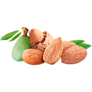 خرید نهال بادام حریر باکیفیت