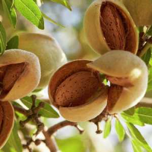 خرید نهال بادام شاهرودی با کیفیت