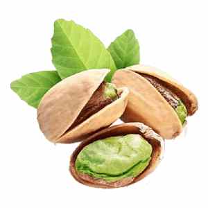 خرید نهال پسته کوهی (بنه)
