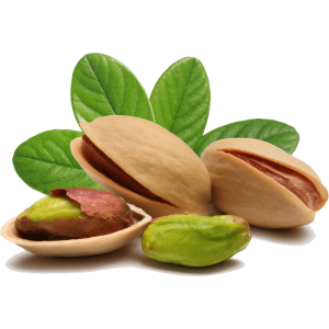 خرید نهال پسته کله قوچی باکیفیت
