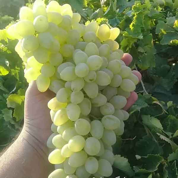 خرید نهال انگور ریش بابا قیمت مناسب