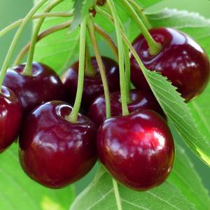 خرید نهال گیلاس روژینا ایتالیایی قیمت مناسب