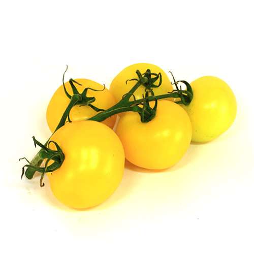 خرید نهال گیلاس گلد باکیفیت