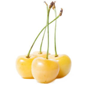 خرید نهال گیلاس گلد قیمت مناسب