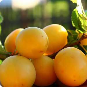 خرید نهال آلو قطره طلا باکیفیت