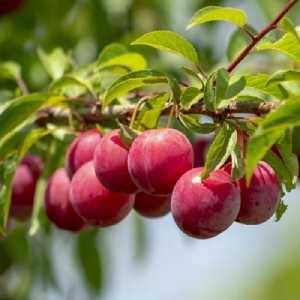 خرید نهال آلو مراغه قیمت مناسب