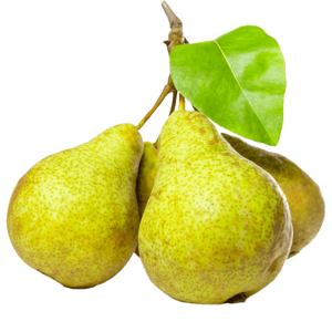 خرید نهال گلابی جنگلی باکیفیت