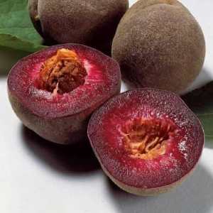 خرید نهال هلو خونی باکیفیت