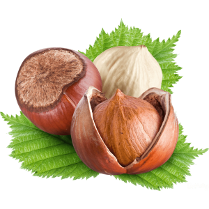 خرید نهال فندق انیس ترکیه ای باکیفیت