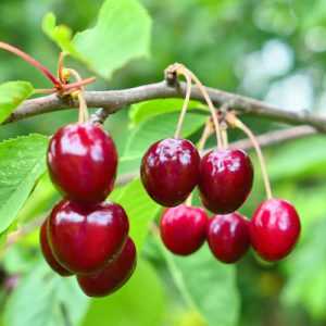 خرید نهال آلبالو گوشواره ای