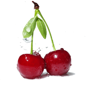 خرید نهال آلبالو گوشواره ای باکیفیت