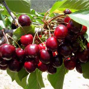 خرید نهال آلبالو پربار سیکانی باکیفیت