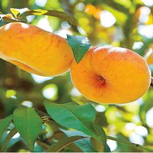 خرید نهال هلو انجیری عسلی باکیفیت