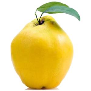 خرید نهال به محلی باکیفیت
