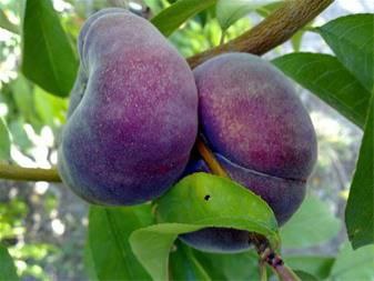 خرید نهال آلو انجیری باکیفیت