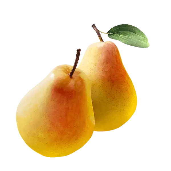 خرید نهال گلابی دوچی