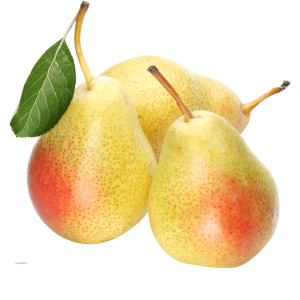 خرید نهال گلابی مشو باکیفیت