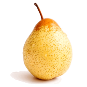 خرید نهال گلابی شینگو